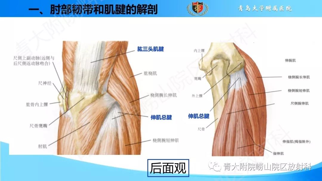 【PPT】肘部韧带和肌腱损伤的MRI诊断-9