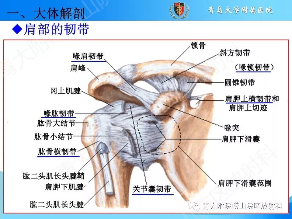 【PPT】肩关节运动损伤的MRI诊断