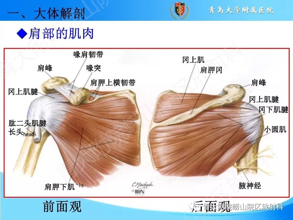【PPT】肩关节运动损伤的MRI诊断
