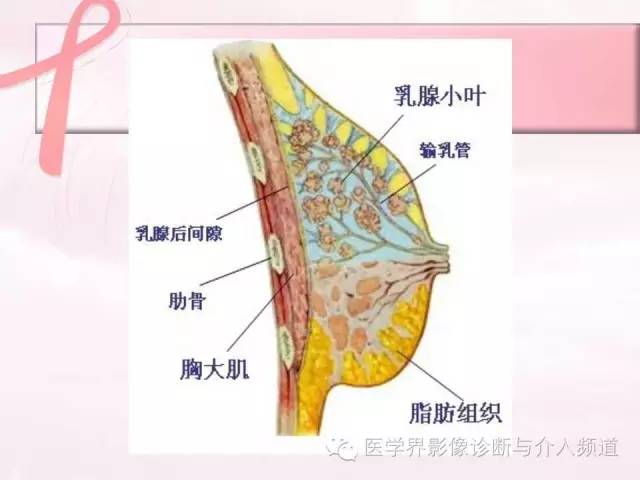 【PPT】隆乳术及其MRI表现