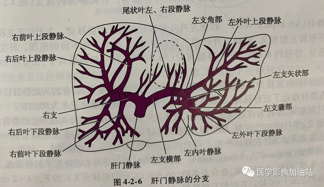 肝门静脉系统解剖-2