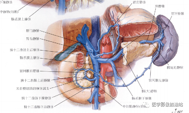 肝门静脉系统解剖-1