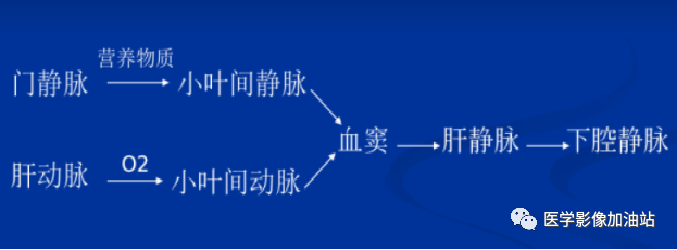 肝门静脉系统解剖-3