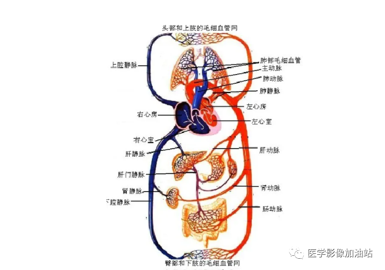 肝门静脉系统解剖-4