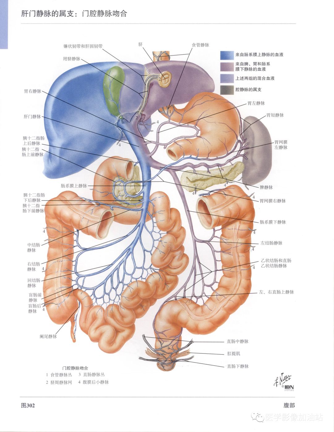 肝门静脉系统解剖-6