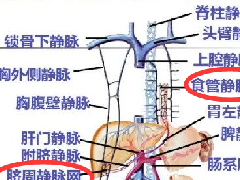 肝门静脉系统解剖