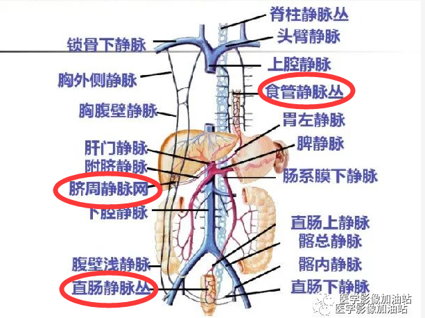 肝门静脉系统解剖-7