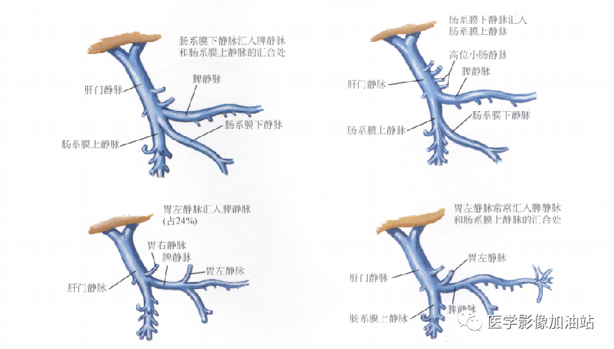 肝门静脉系统解剖-9