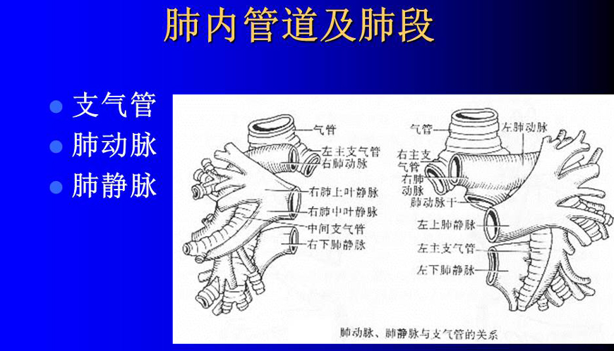 肺部基础X片及CT片解读