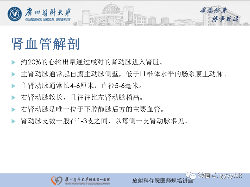 【PPT】肾血管解剖及介入治疗-2