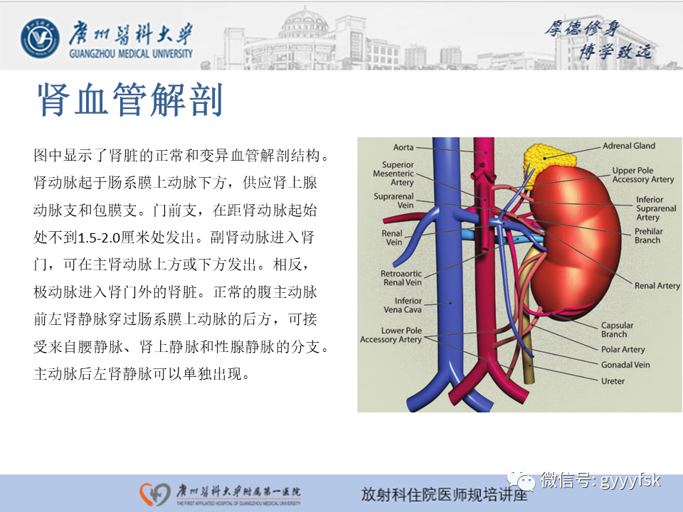 【PPT】肾血管解剖及介入治疗-7