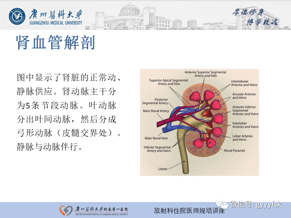 【PPT】肾血管解剖及介入治疗-8