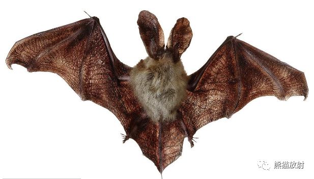 肺部之“蝙蝠翼征”-1