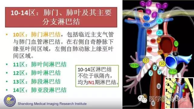 【PPT】胸内（纵隔）淋巴结分区速记-14