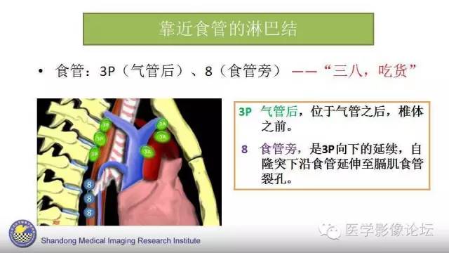 【PPT】胸内（纵隔）淋巴结分区速记-18