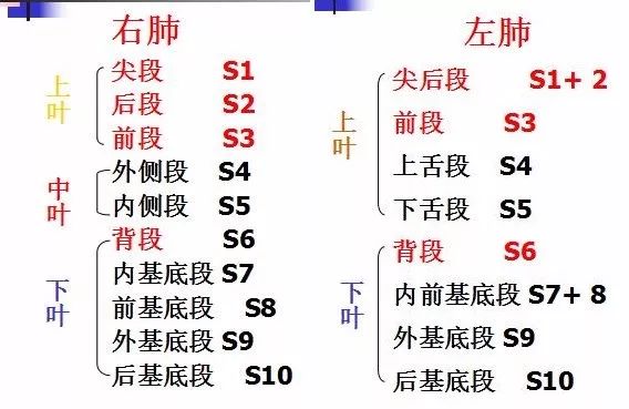 支气管CT解剖-1