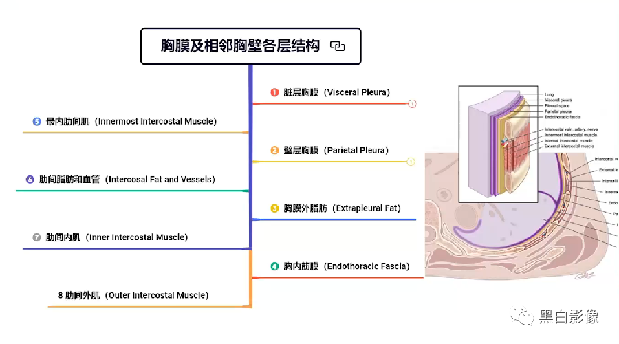 影像PPT - 【PPT】胸膜解剖及胸膜肿瘤影像诊断思路-2