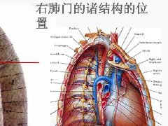 肺段与肺内管道应用解剖