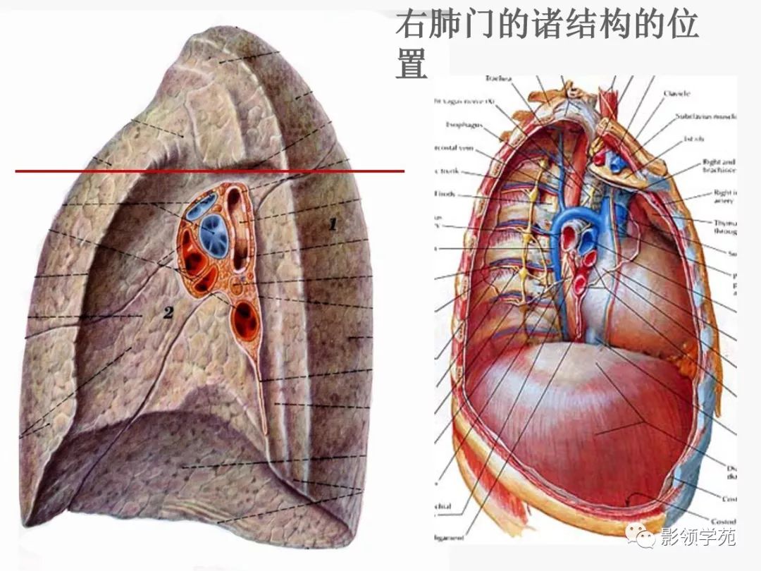 肺段与肺内管道应用解剖
