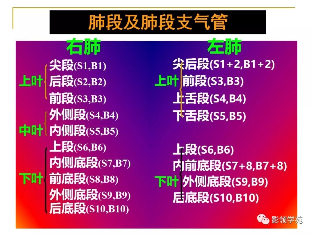 肺段与肺内管道应用解剖