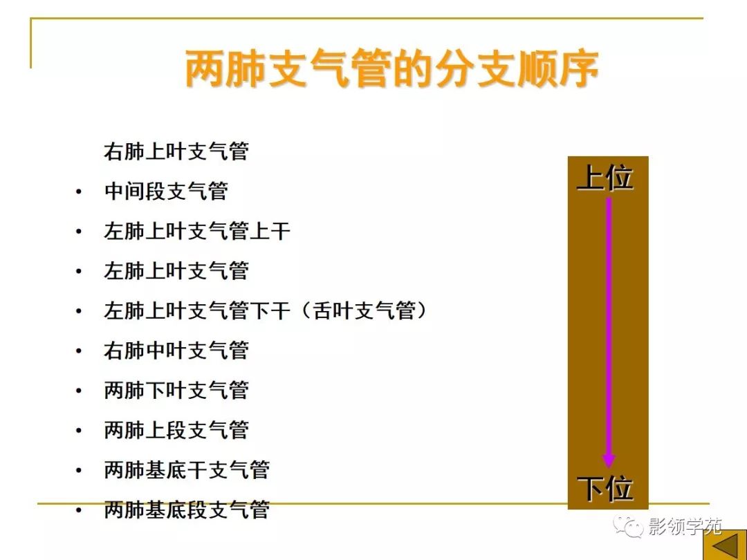 肺段与肺内管道应用解剖