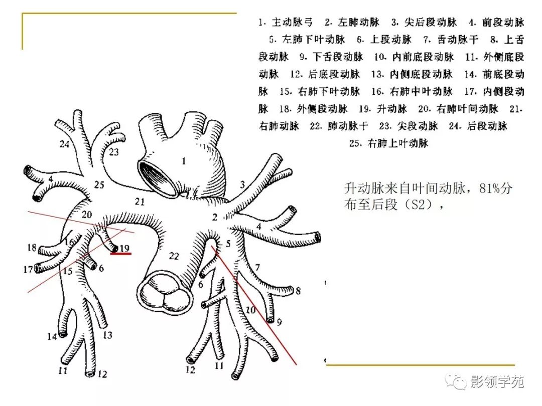 肺段与肺内管道应用解剖