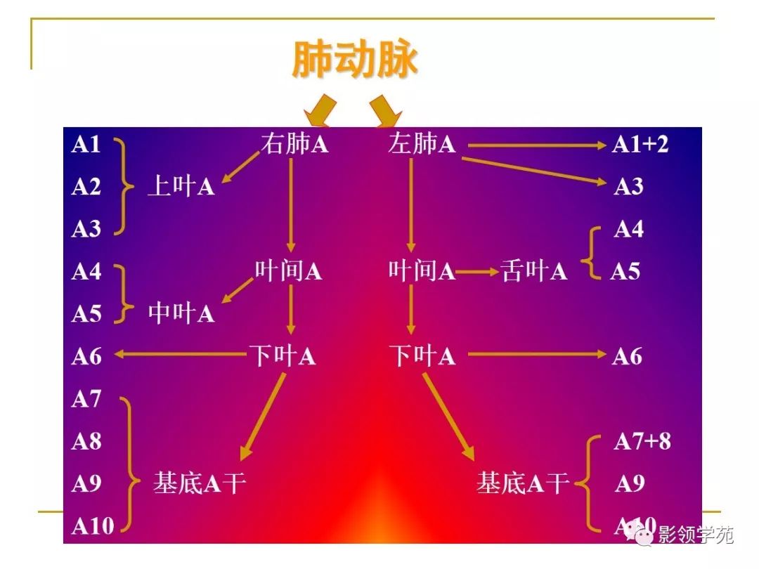 肺段与肺内管道应用解剖