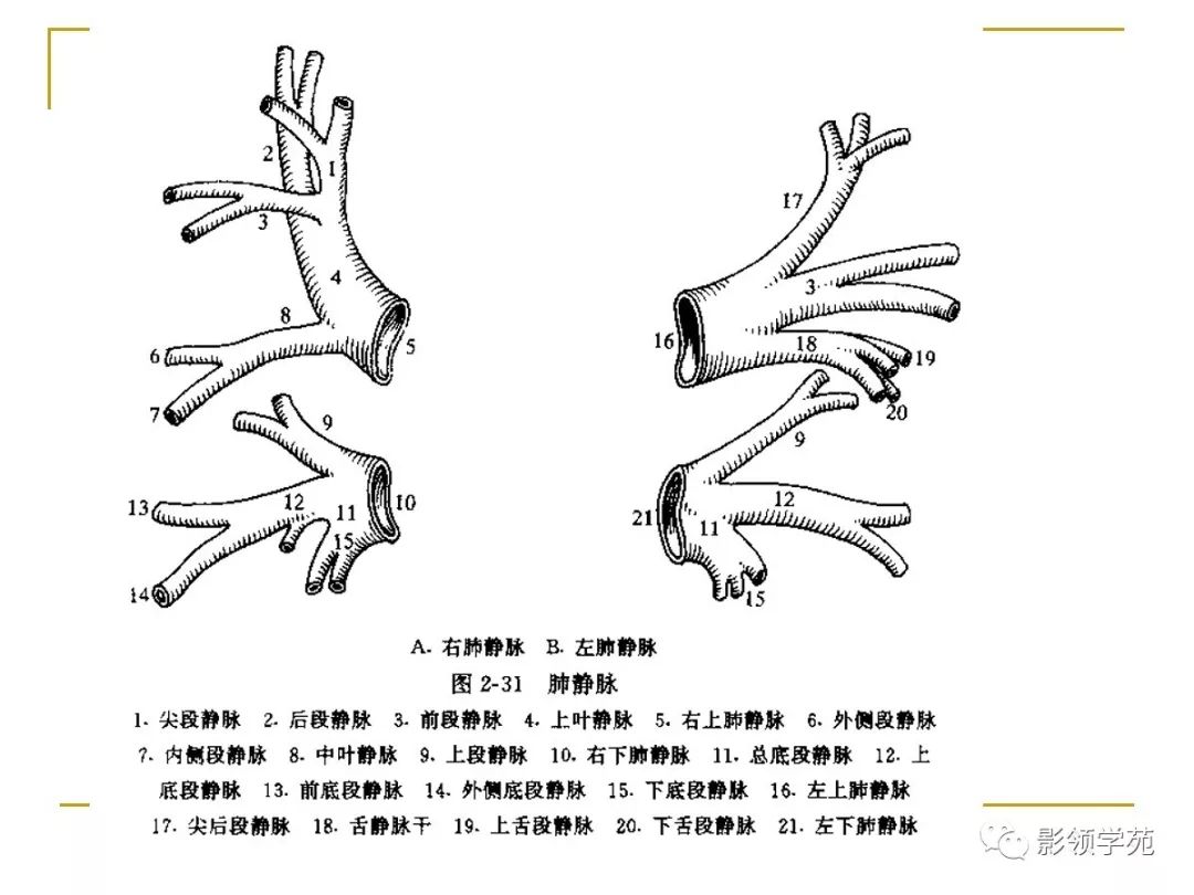 肺段与肺内管道应用解剖