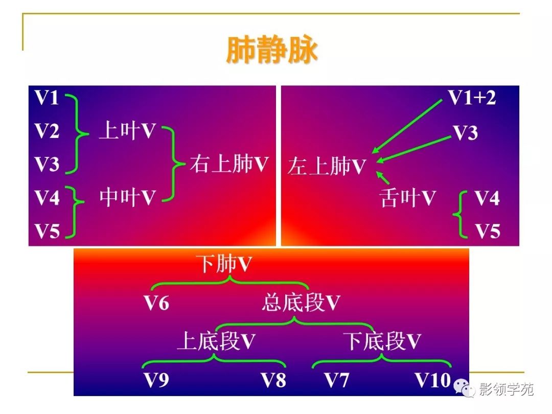 肺段与肺内管道应用解剖