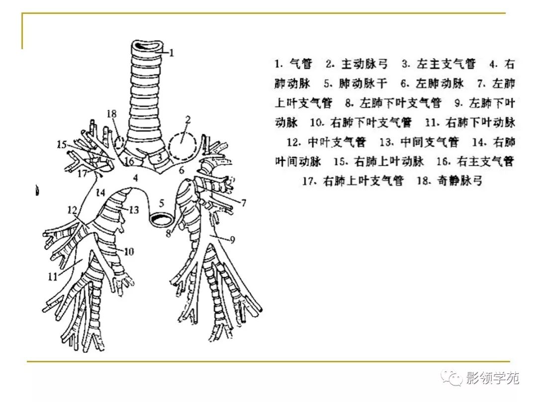 肺段与肺内管道应用解剖
