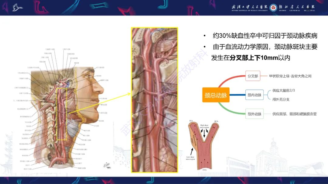 【PPT】颈动脉斑块HR-MR影像判读-2