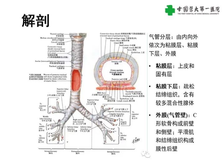 【病例】气管腺样囊性癌1例CT影像-8
