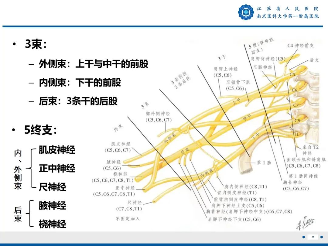 【PPT】臂丛病变-12