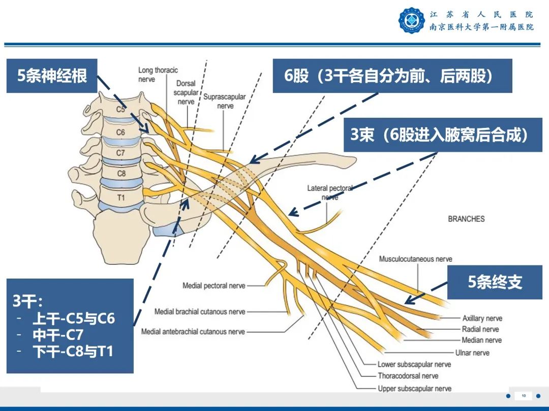 【PPT】臂丛病变-11
