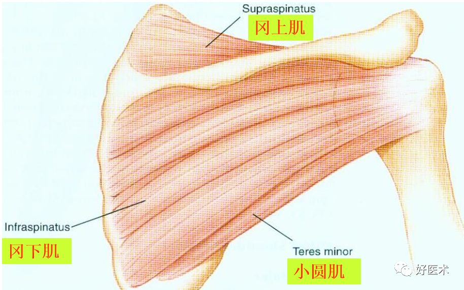 肩关节损伤的影像学诊断-10