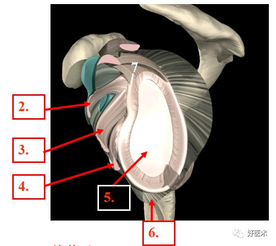 肩关节损伤的影像学诊断-5