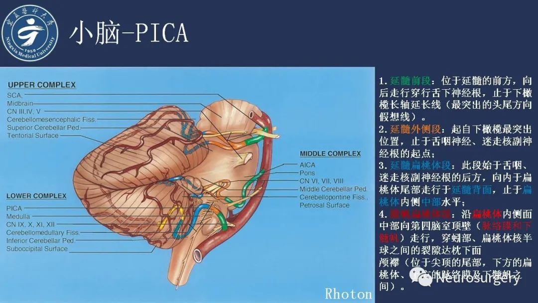 【PPT】小脑解剖-32