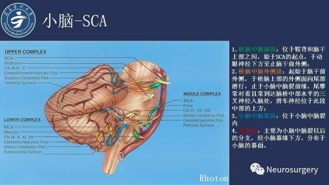 【PPT】小脑解剖-21