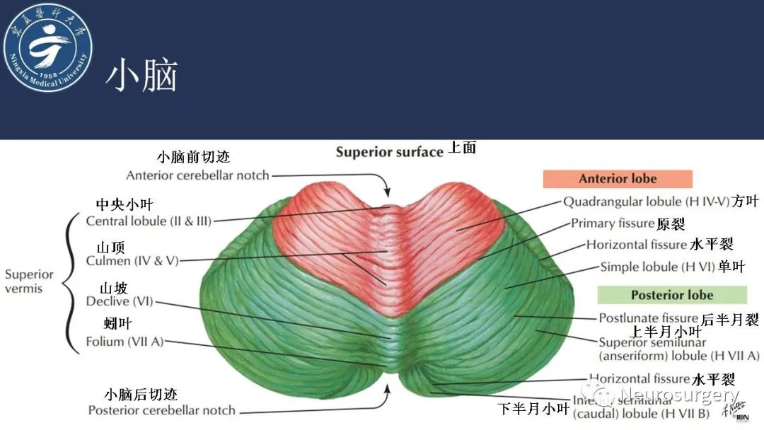 【PPT】小脑解剖-36