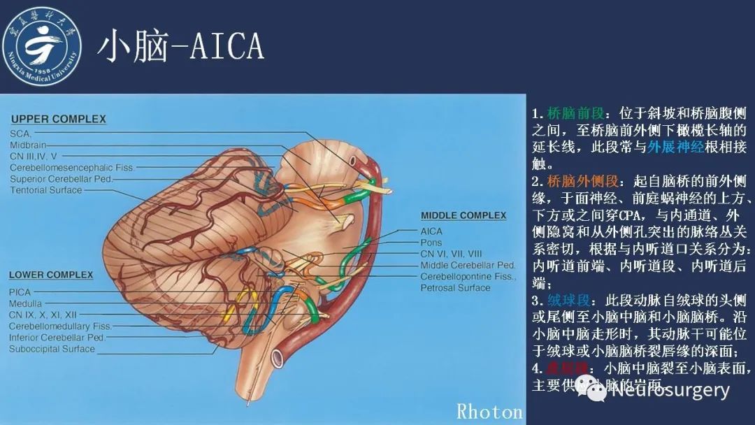 【PPT】小脑解剖-27