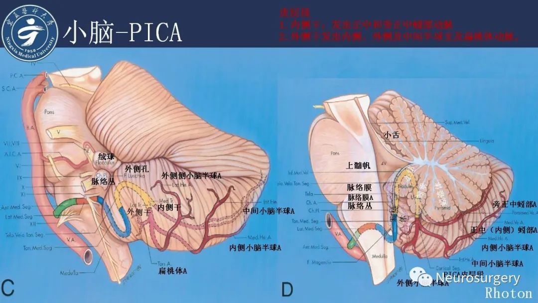 【PPT】小脑解剖-34