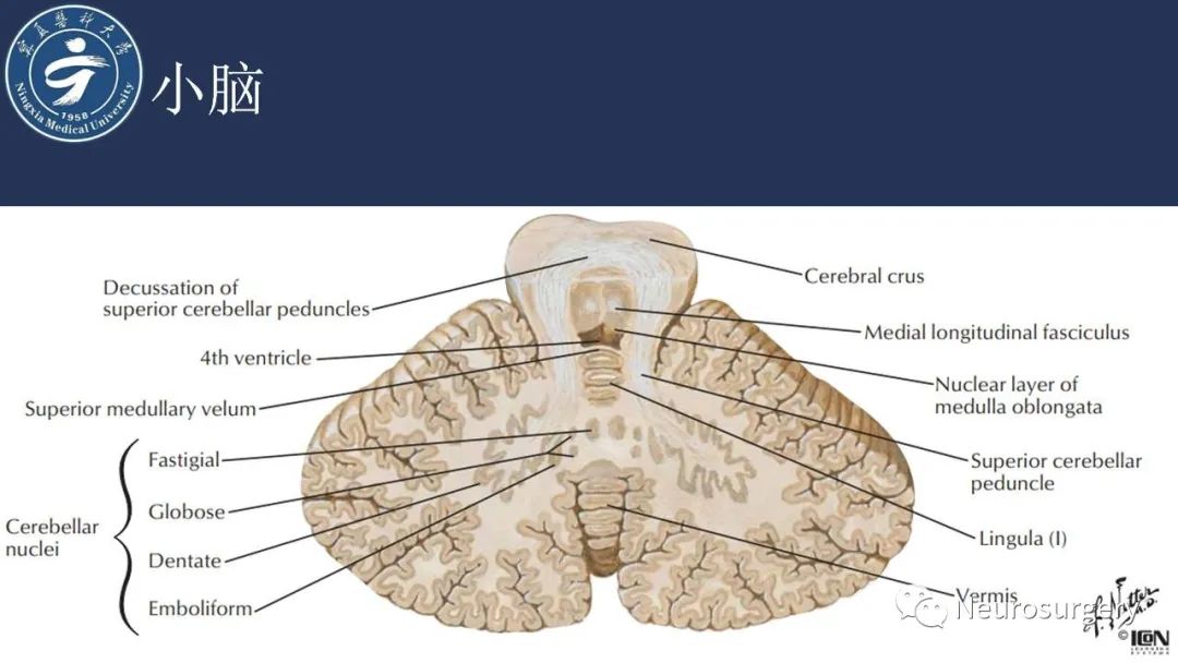 【PPT】小脑解剖-38