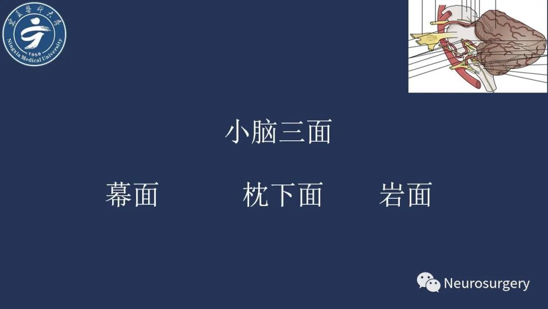 【PPT】小脑解剖-5