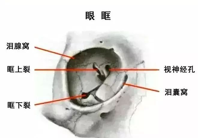 眼肌及其支配的神经-3