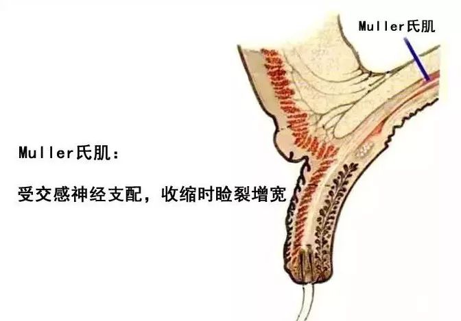 眼肌及其支配的神经-7