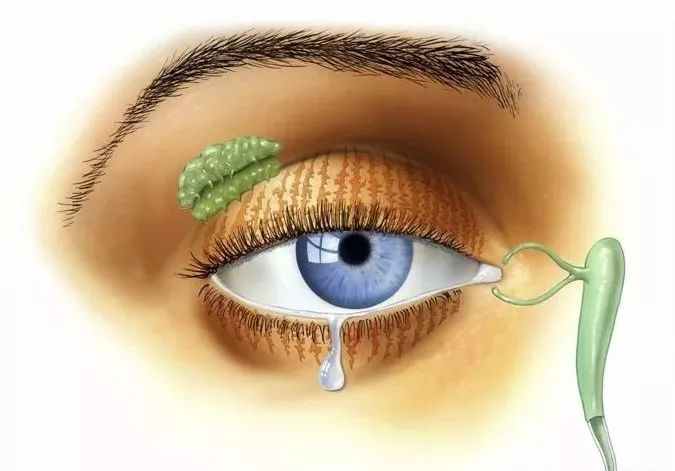 眼肌及其支配的神经-9