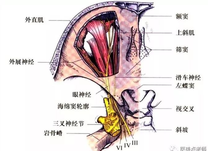 眼肌及其支配的神经-16