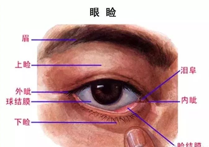 眼肌及其支配的神经-1