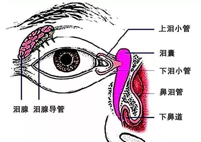 眼肌及其支配的神经-8