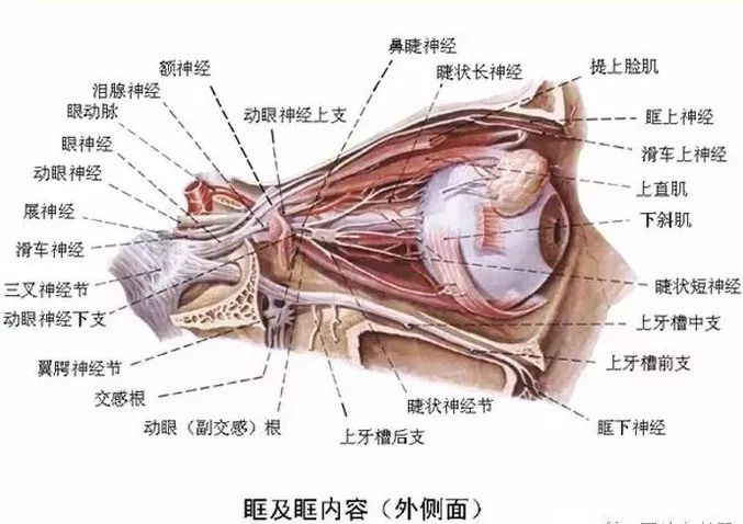 眼肌及其支配的神经-4